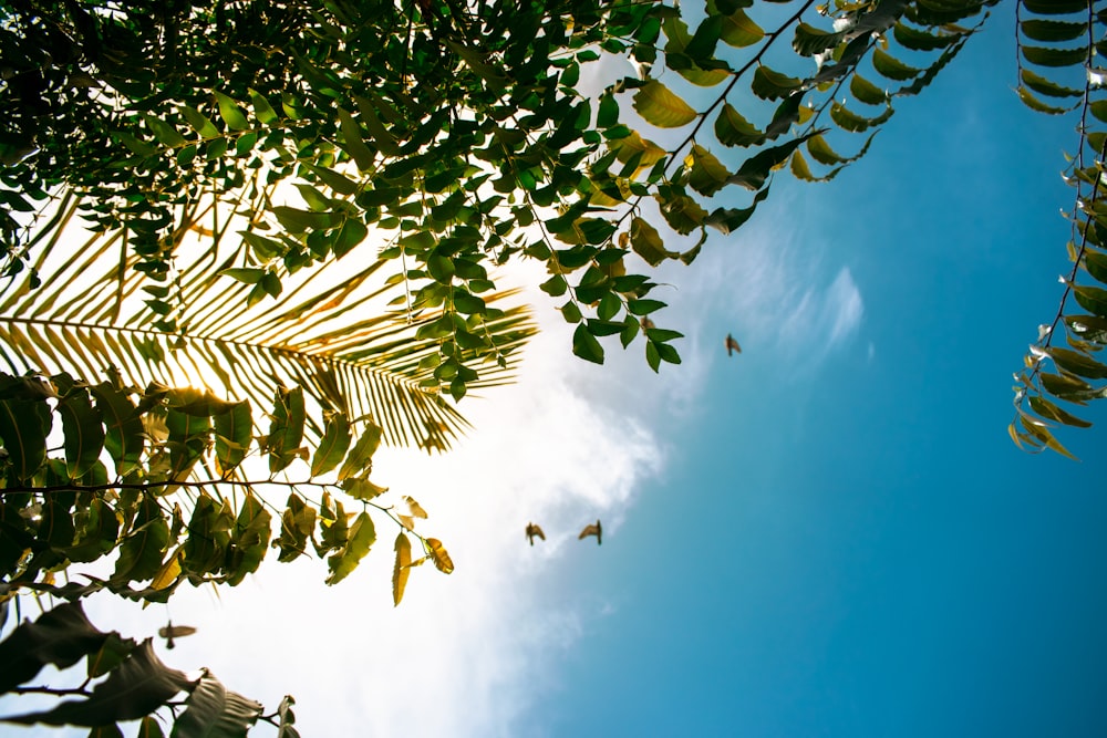 green leaves under blue sky during daytime