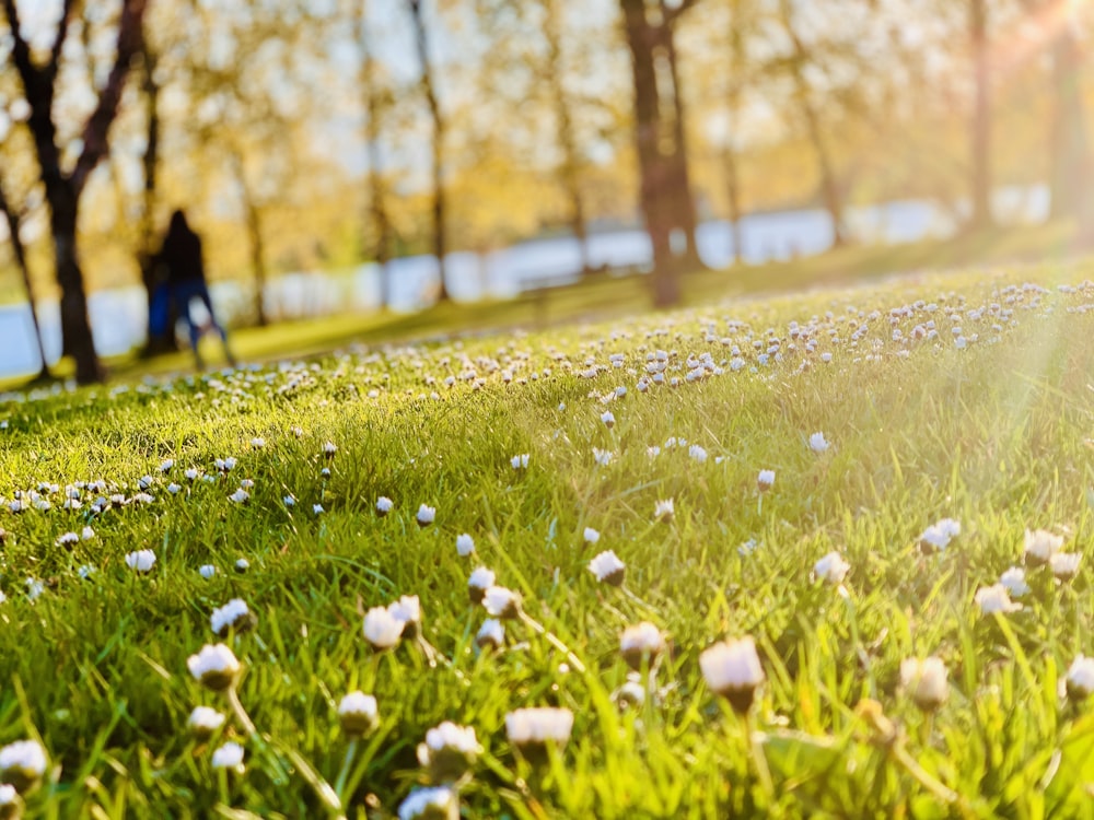 a grassy field with white flowers and trees in the background