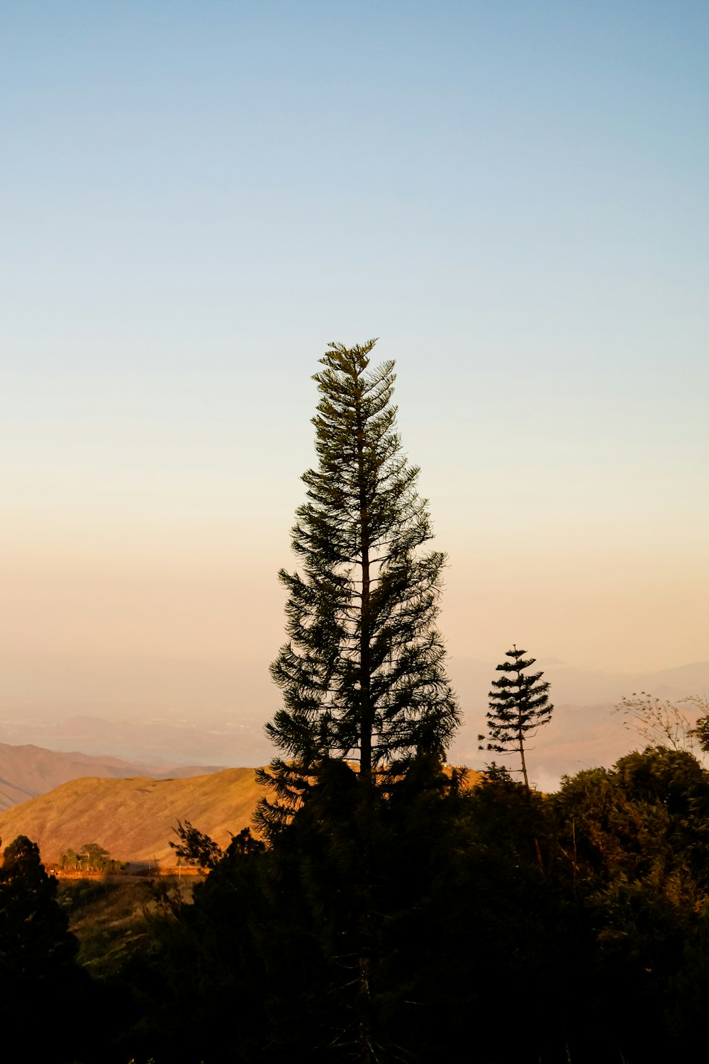 pinheiro verde na montanha marrom durante o dia