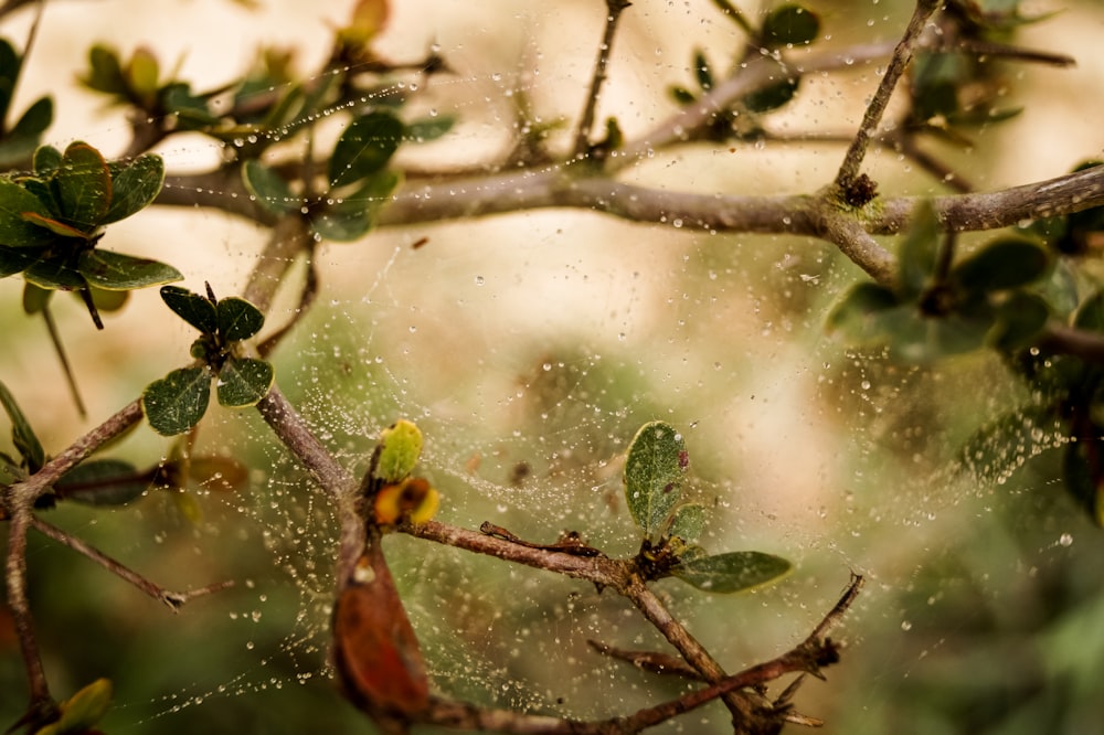 brown and green plant stem