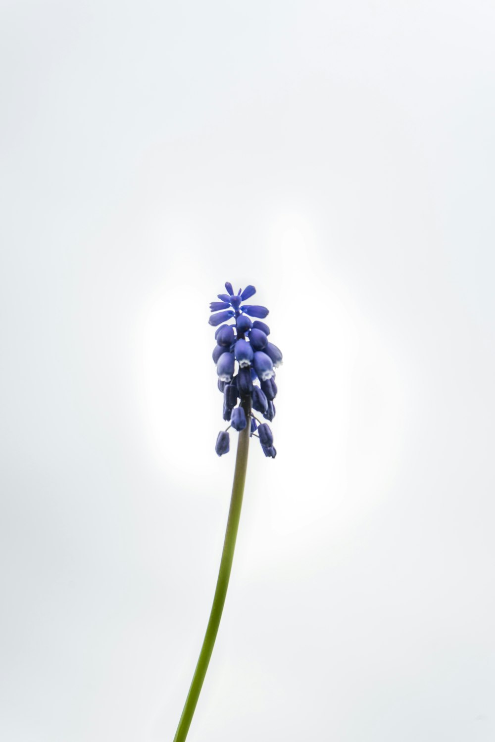 blue flower on white background