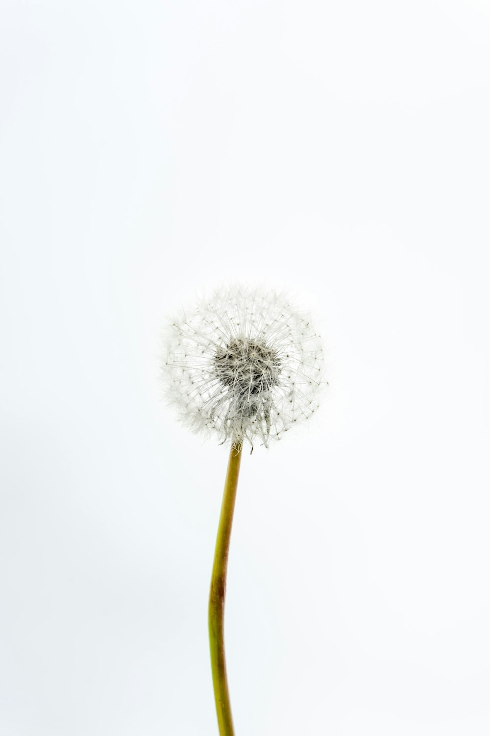 white dandelion in close up photography