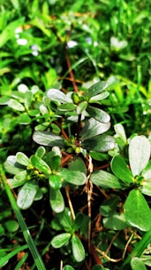 Green leaves and small plants are densely packed, creating a lush and vibrant setting with visible textures on the leaves. The plants are surrounded by grass, and the bright lighting highlights the details and freshness of the foliage.