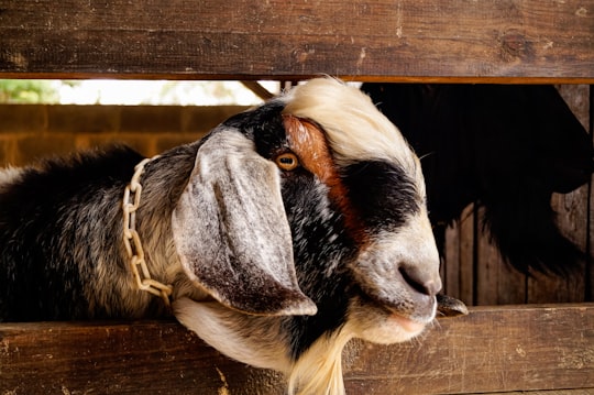 black and white cow head in San Antonio de Los Altos Venezuela