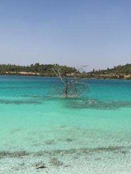 A serene landscape featuring a turquoise body of water in the foreground with a partially submerged tree. The background consists of a line of lush green trees under a clear blue sky.