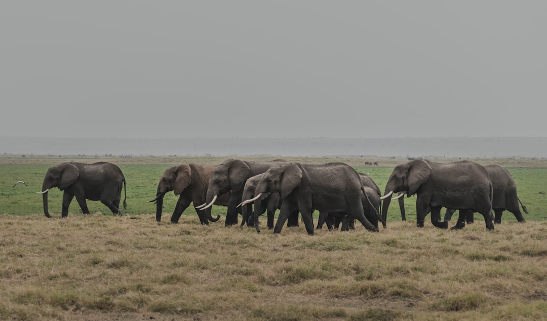 elephants on green grass field during daytime