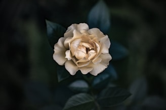 white rose in bloom during daytime