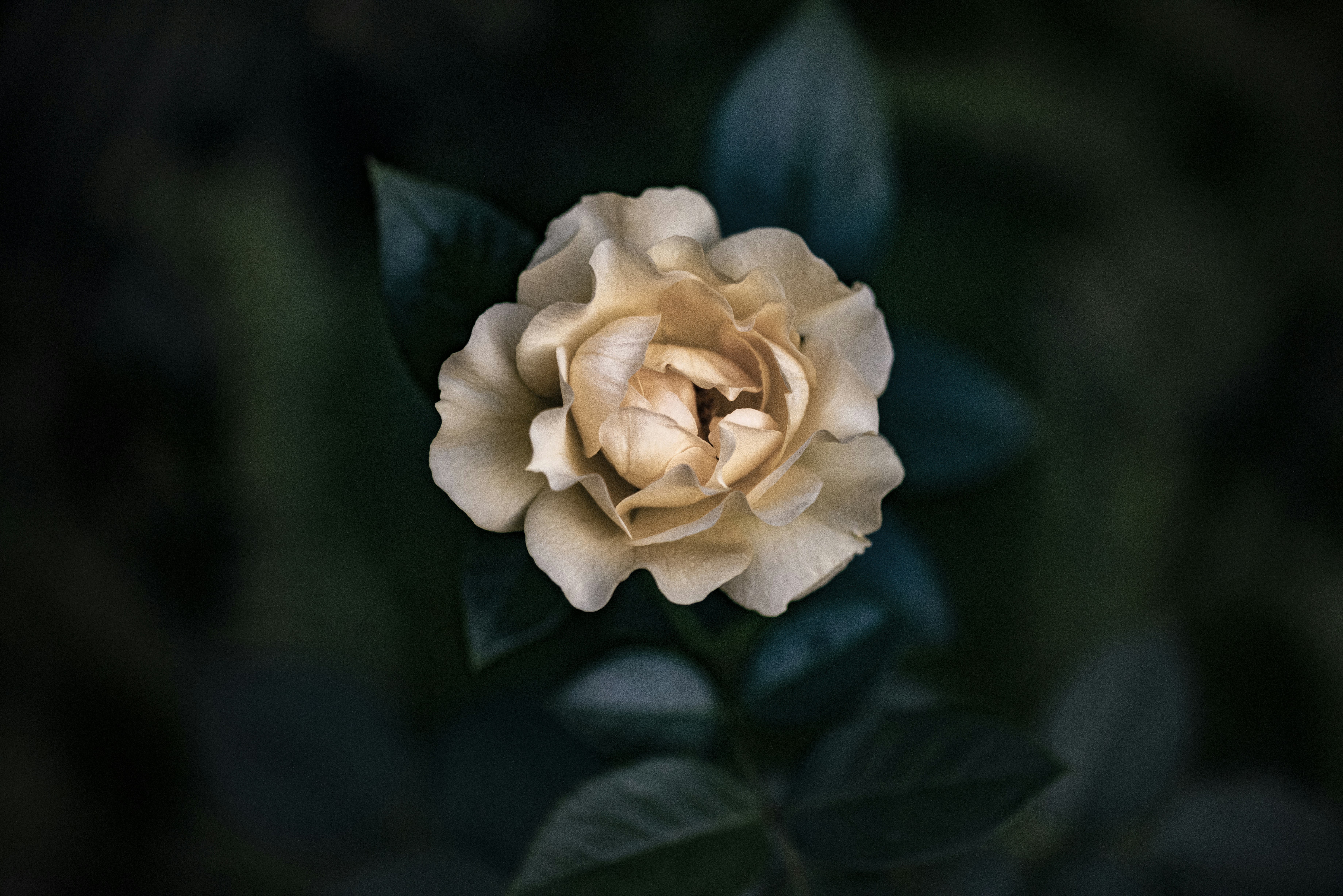 Gardenia in Algiers