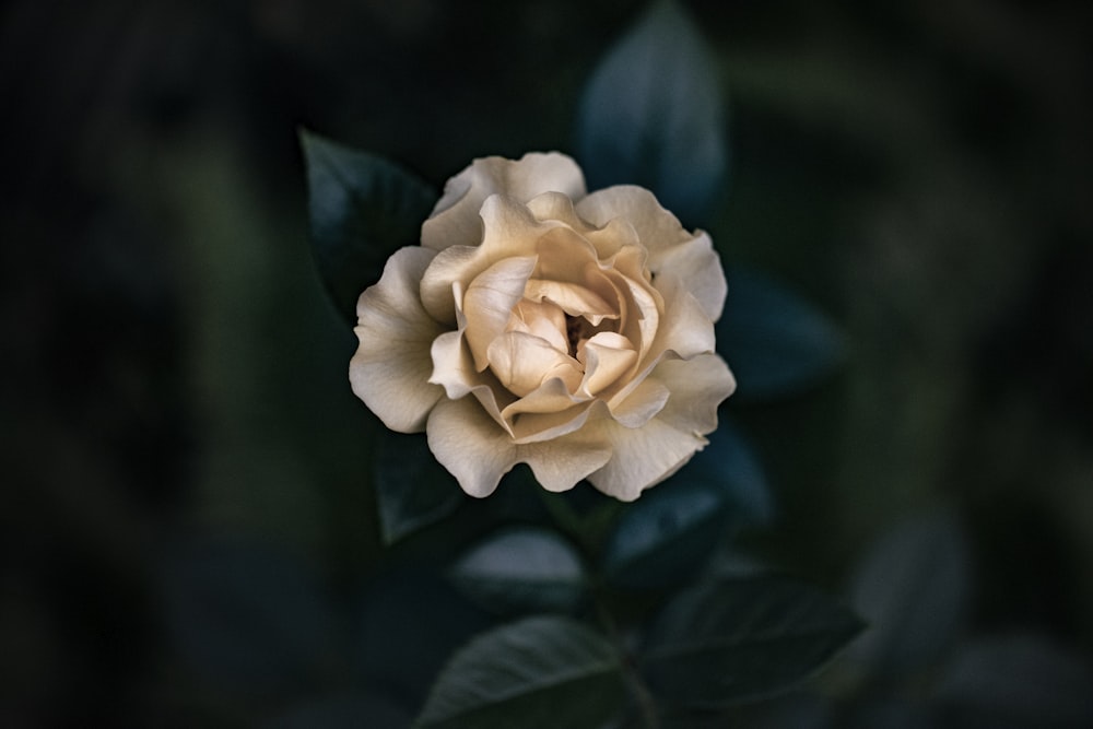 white rose in bloom during daytime