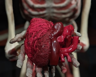 a model of a human body with a heart on it