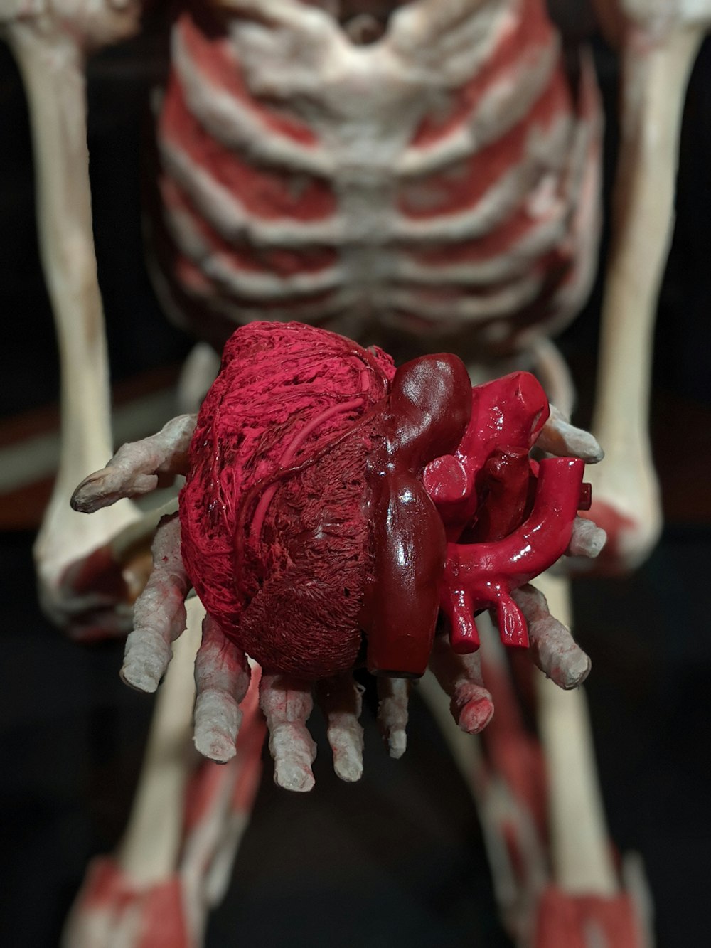 Un modelo de un cuerpo humano con un corazón en él
