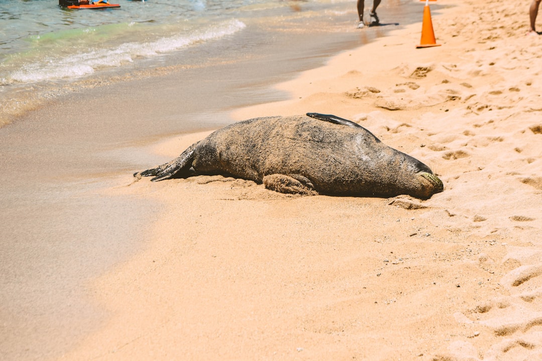 sea lion on white sand beach during daytime