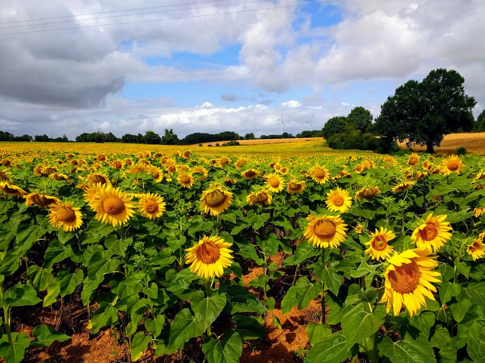 yellow sunflower field under blue sky during daytime