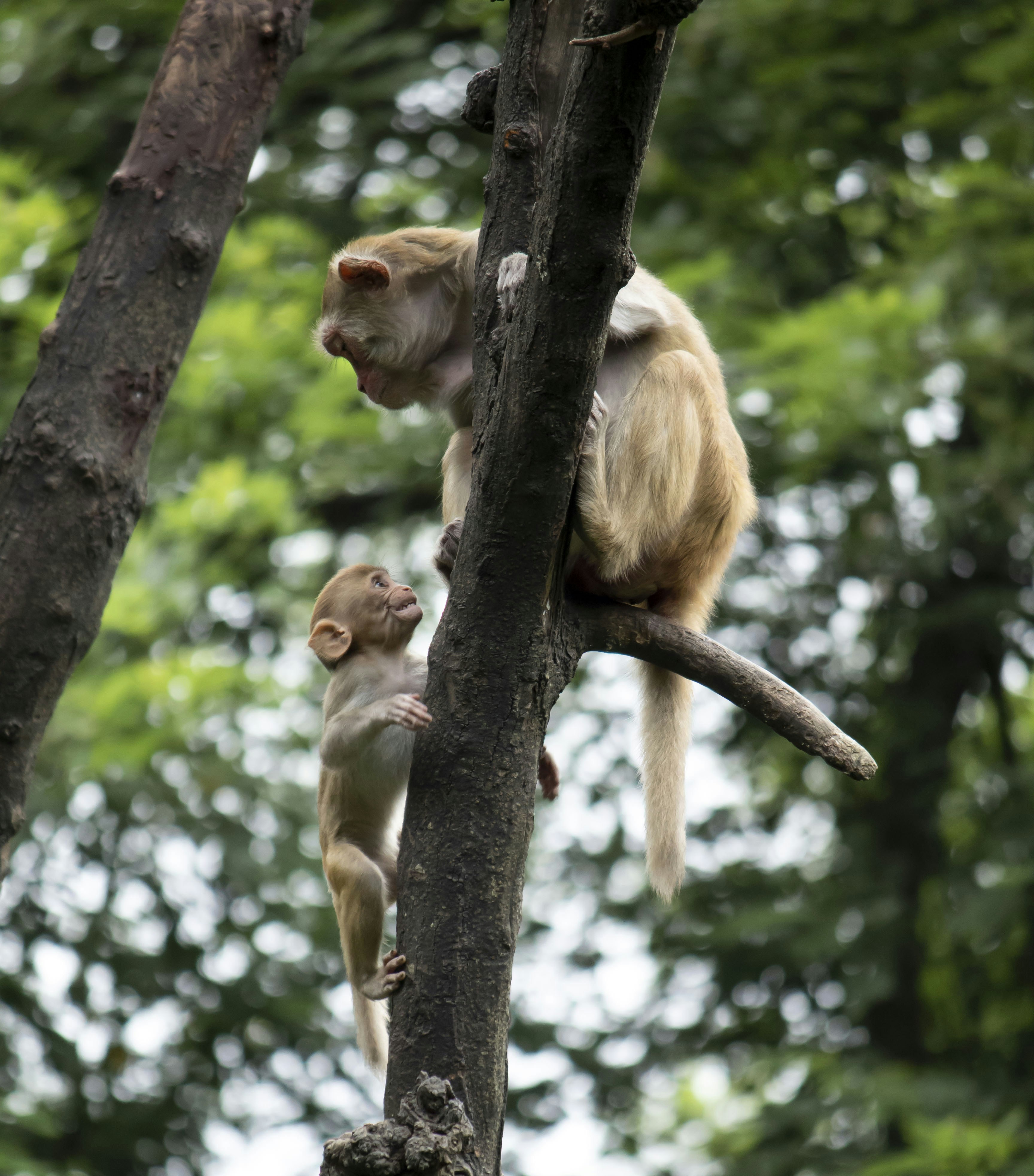 brown monkey on tree branch during daytime