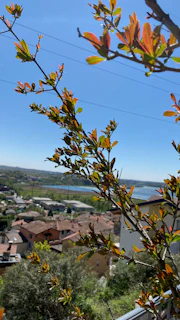A scenic view of a Tampa neighborhood with several trees freshly pruned by Red Tree Service
