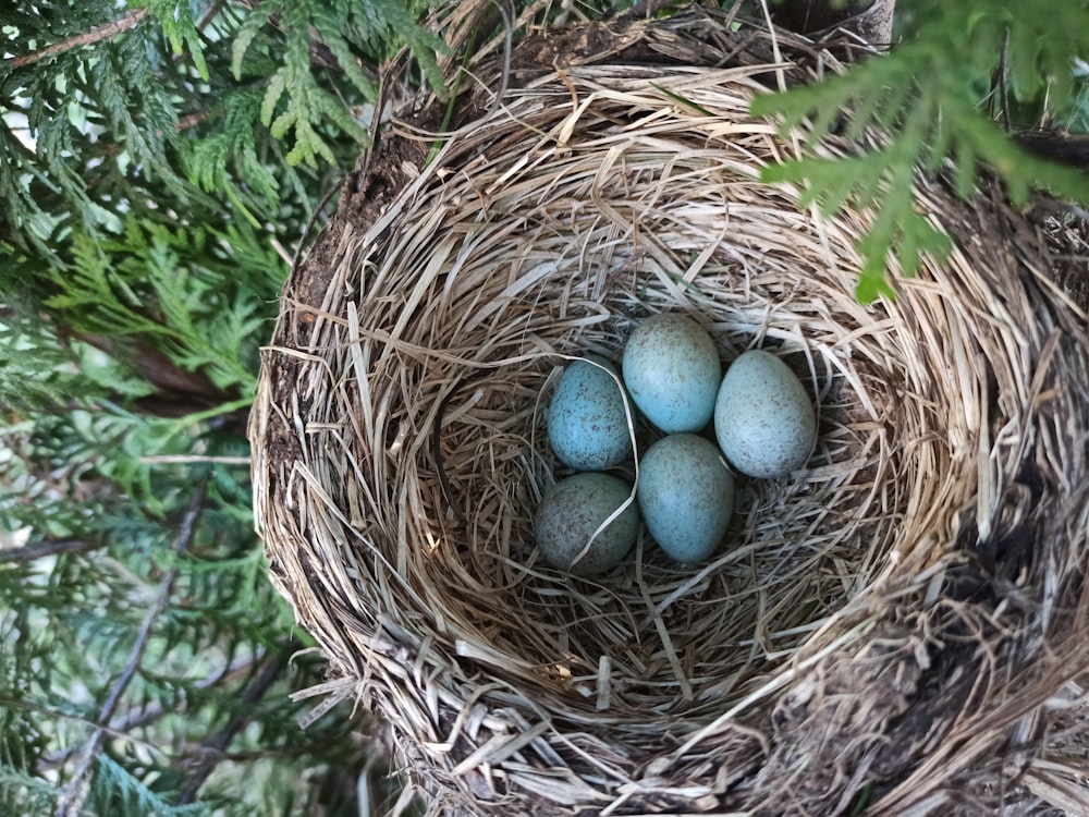 blue egg on brown nest