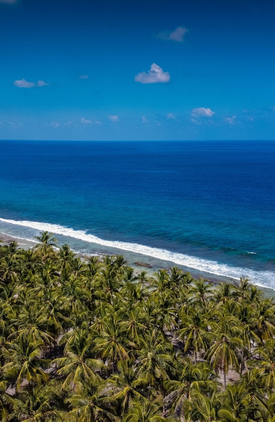 green palm trees near sea during daytime in Kulhudhuffushi Maldives