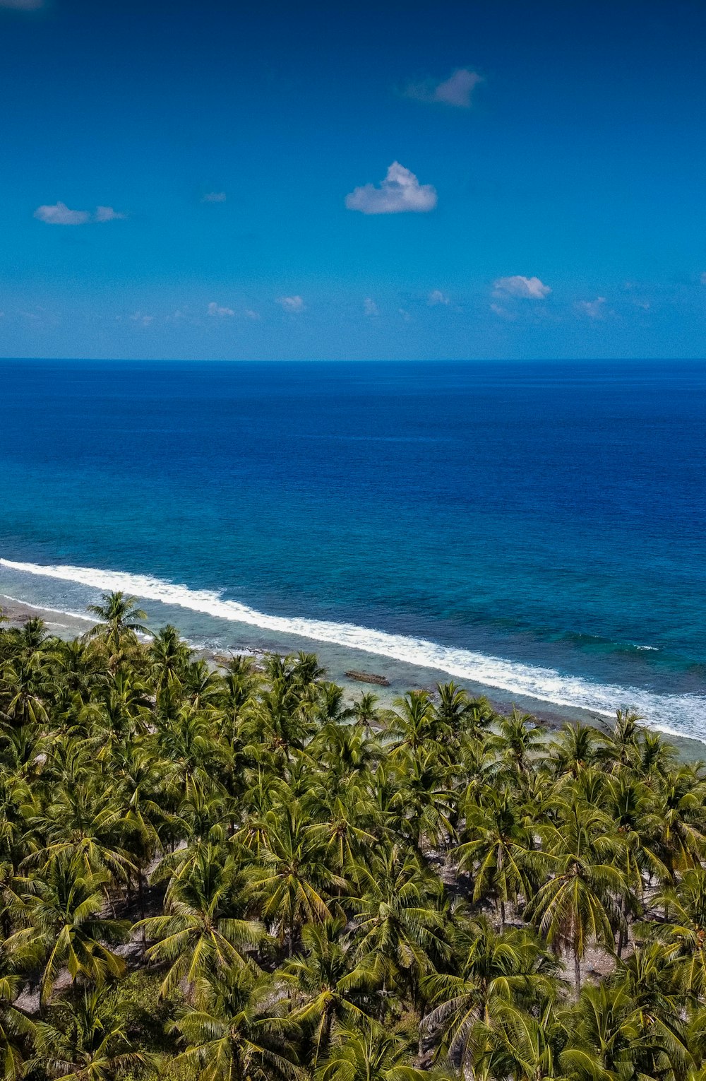 green palm trees near sea during daytime