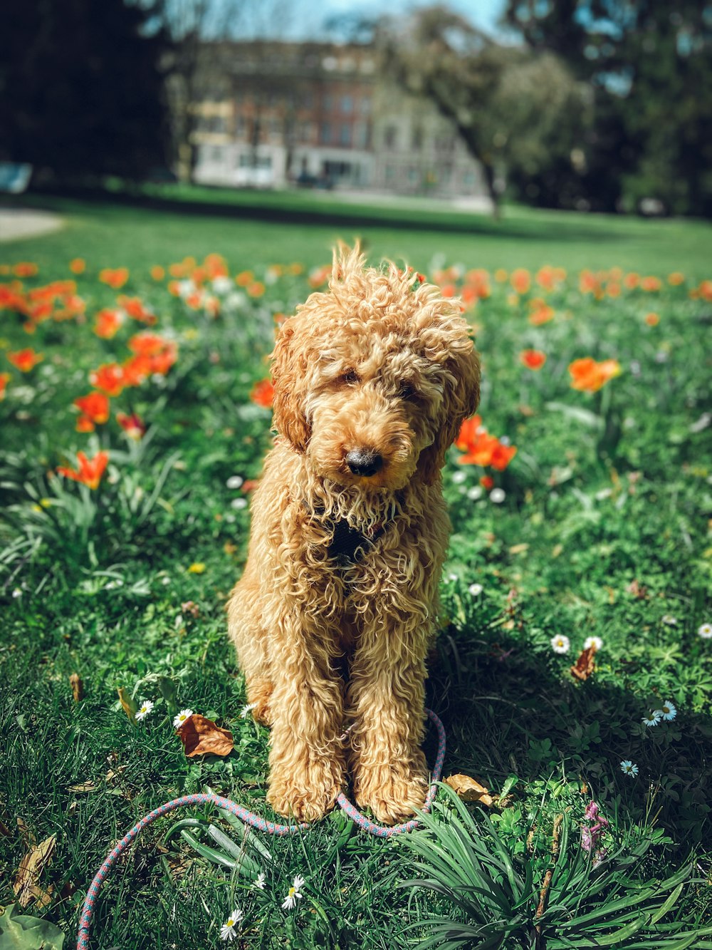 brown poodle on green grass field during daytime
