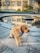A fluffy dog with curly fur is standing on a stone pavement next to a circular fountain. The dog is wearing a blue and white plaid bandana and is on a leash. In the background, there is a building with large windows and some greenery.