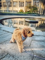 A fluffy dog with curly fur is standing on a stone pavement next to a circular fountain. The dog is wearing a blue and white plaid bandana and is on a leash. In the background, there is a building with large windows and some greenery.