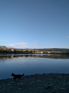 A serene mountain lake reflecting the clear blue sky, with a dog happily playing by the shore.