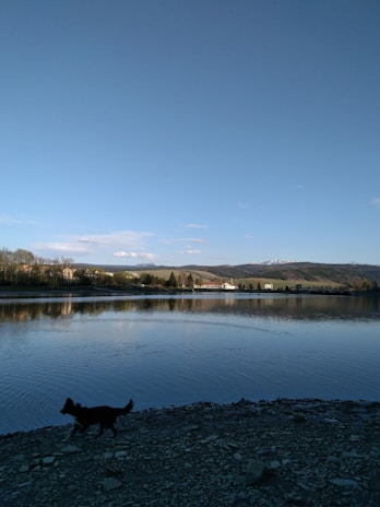 A serene mountain lake reflecting the clear blue sky, with a dog happily playing by the shore.