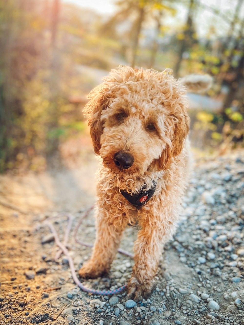 brown curly haired small dog