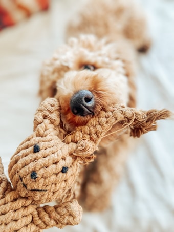 A fluffy dog playfully bites and holds a woven rope toy in its mouth. The texture of the toy and the dog