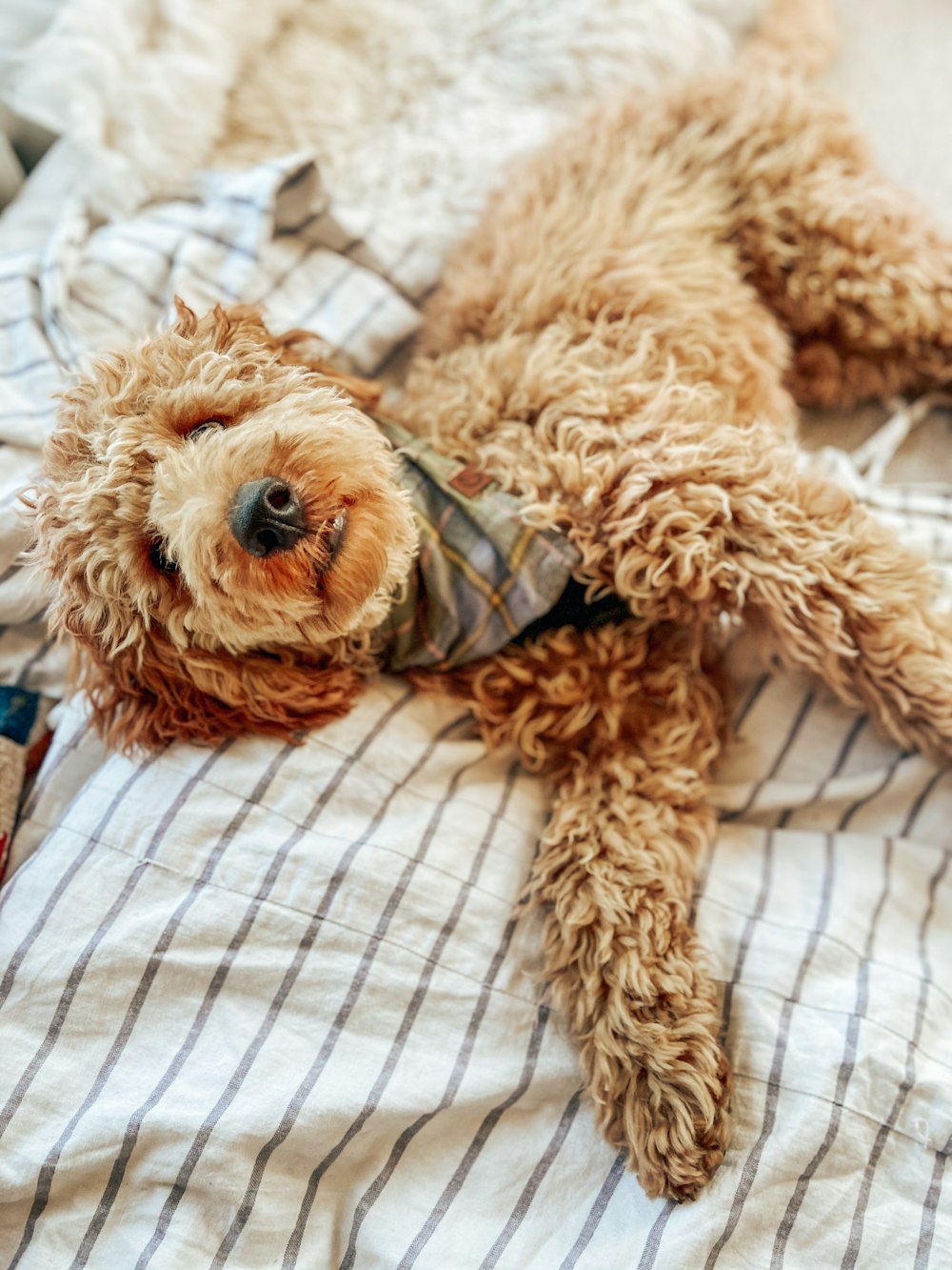brown long coated dog lying on white and blue textile