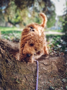 A curious junior dog exploring a park, with a bag of alfacanin long life junior food beside it.