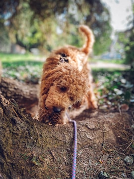 A curly-haired dog is playfully exploring nature, focused on a pinecone it has found on the ground. The setting is a lush, green park with blurred trees in the background, conveying a sense of depth. The dog's leash is visible, suggesting it is on a walk.