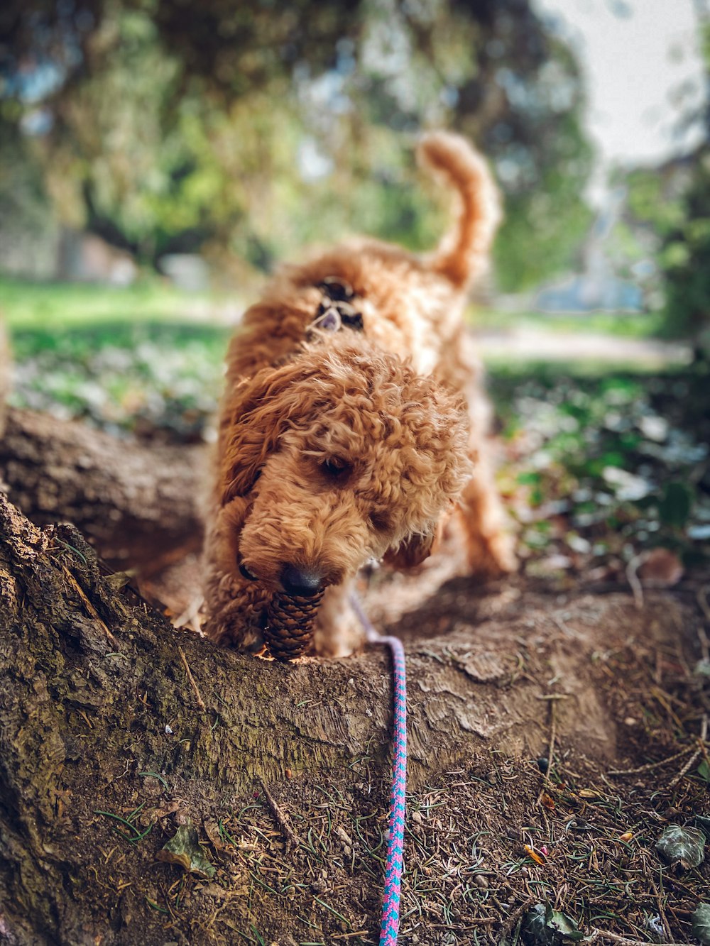 brown long coated small dog on brown tree trunk