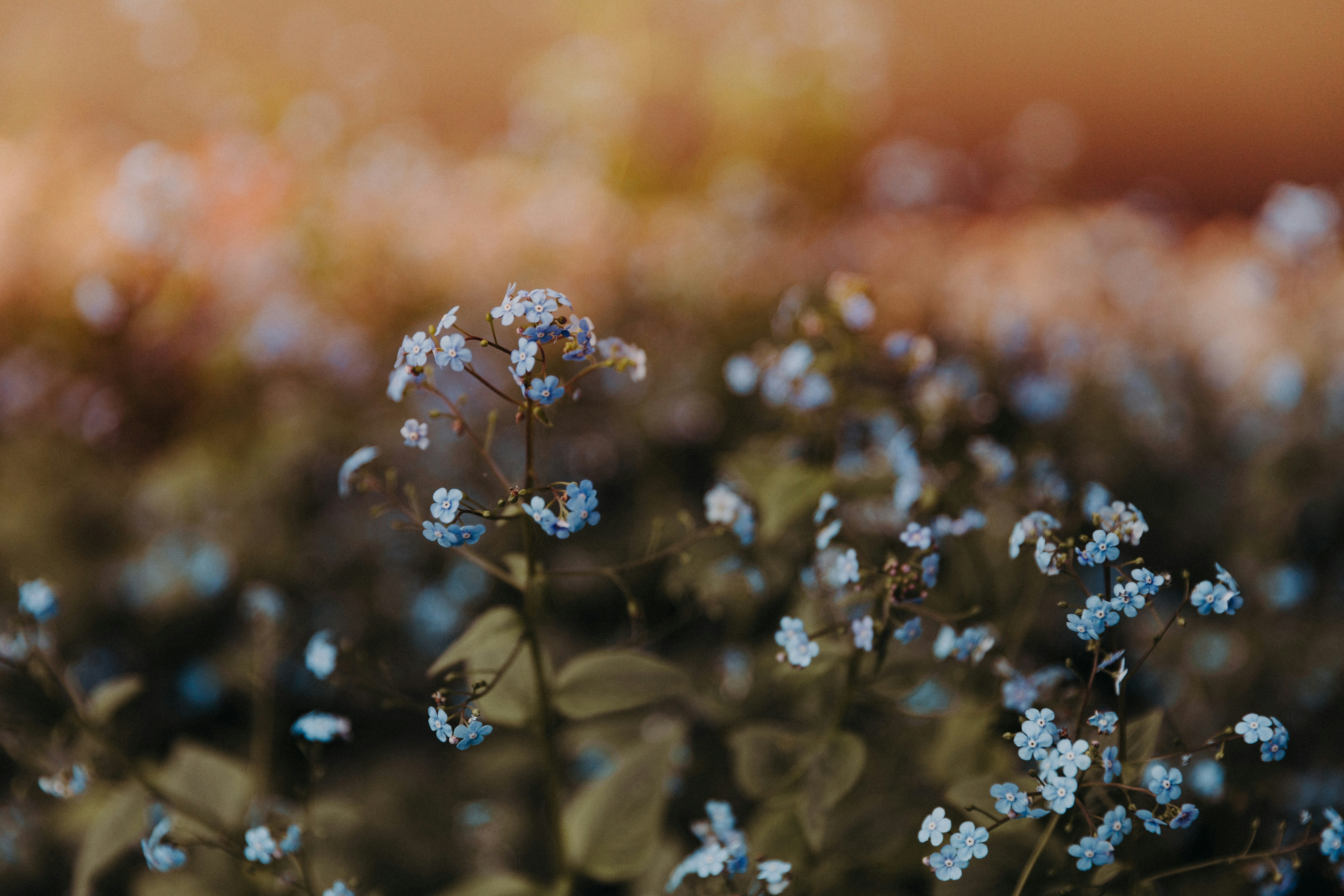 Photo by trnavskauni