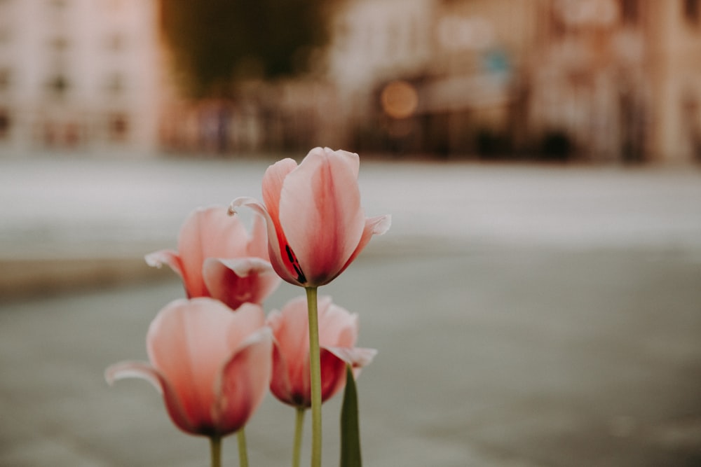 tulipani bianchi e rosa in fiore durante il giorno