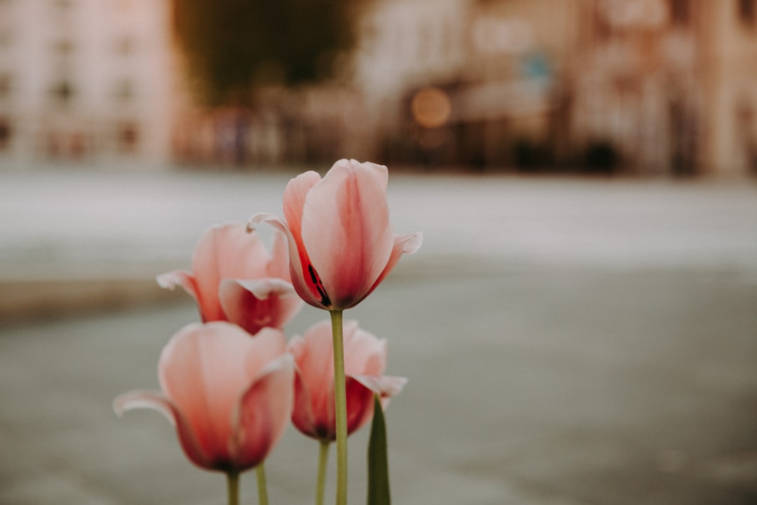 white and pink tulips in bloom during daytime