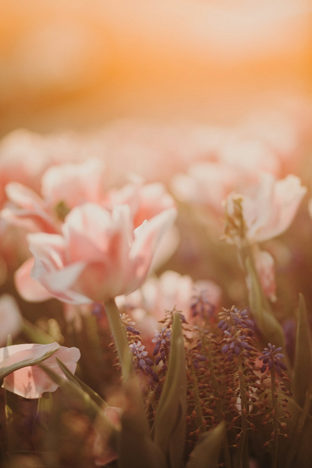 pink flowers in tilt shift lens