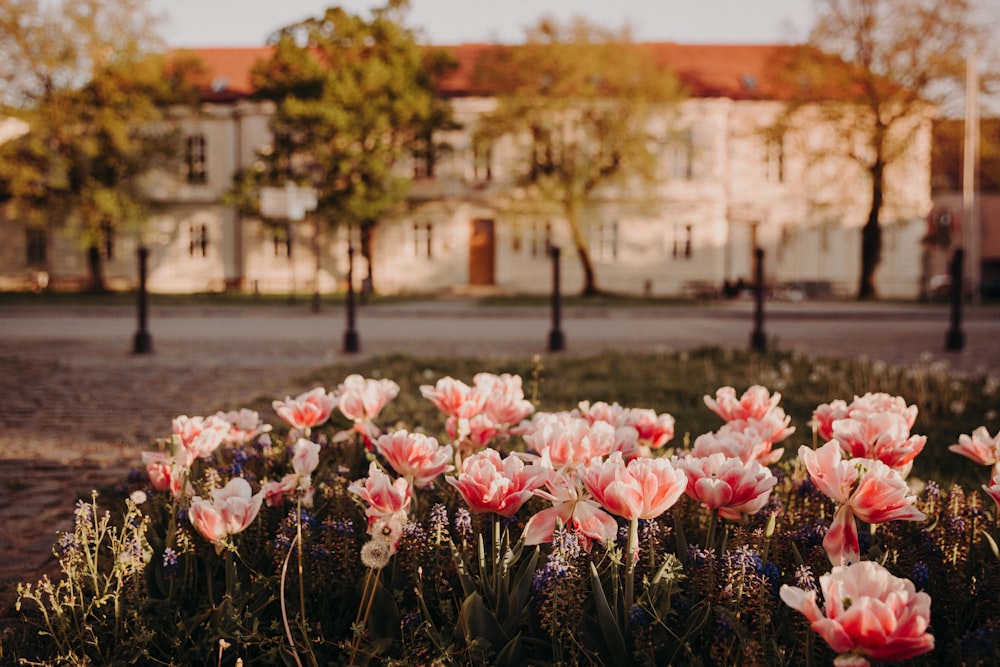 pink and white flowers on field during daytime