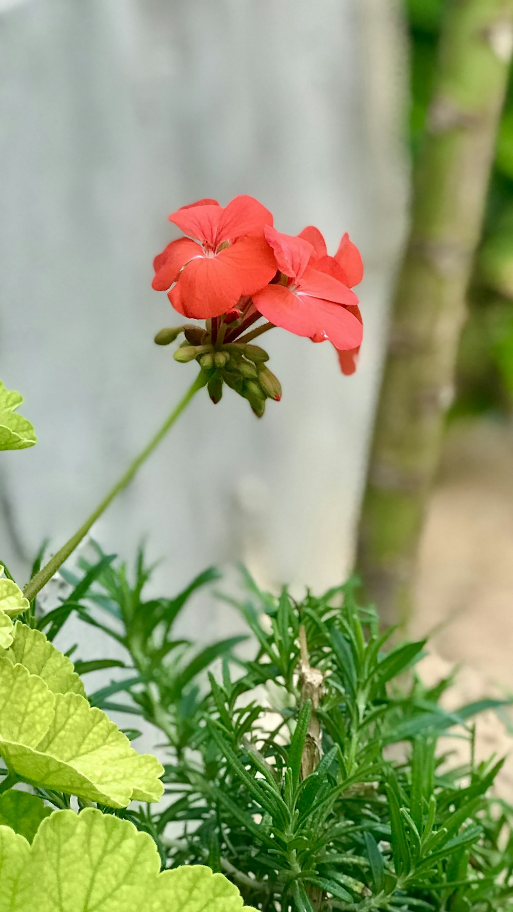 red flower in green stem