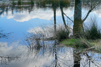 A tranquil scene of a watering hole reflecting the clear sky, surrounded by wildlife.