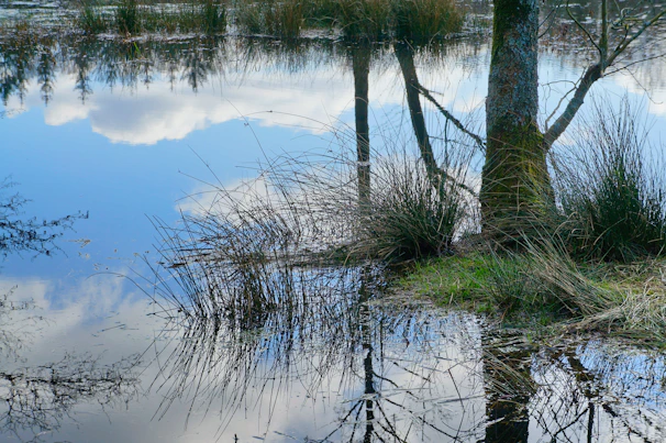 A tranquil scene of a watering hole reflecting the clear sky, surrounded by wildlife.