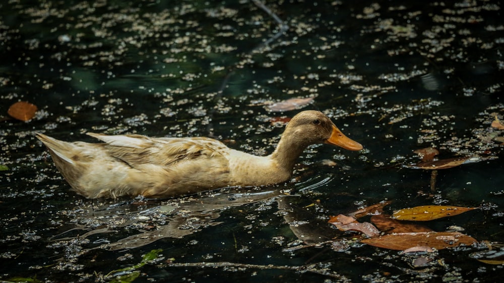 white duck on water during daytime