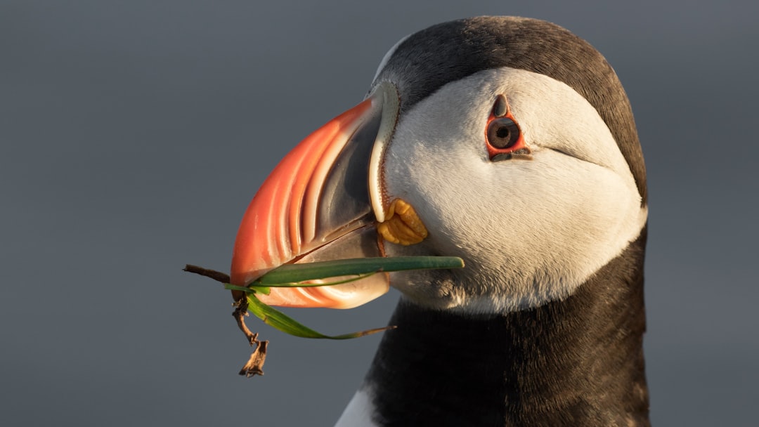 black and white duck with orange beak