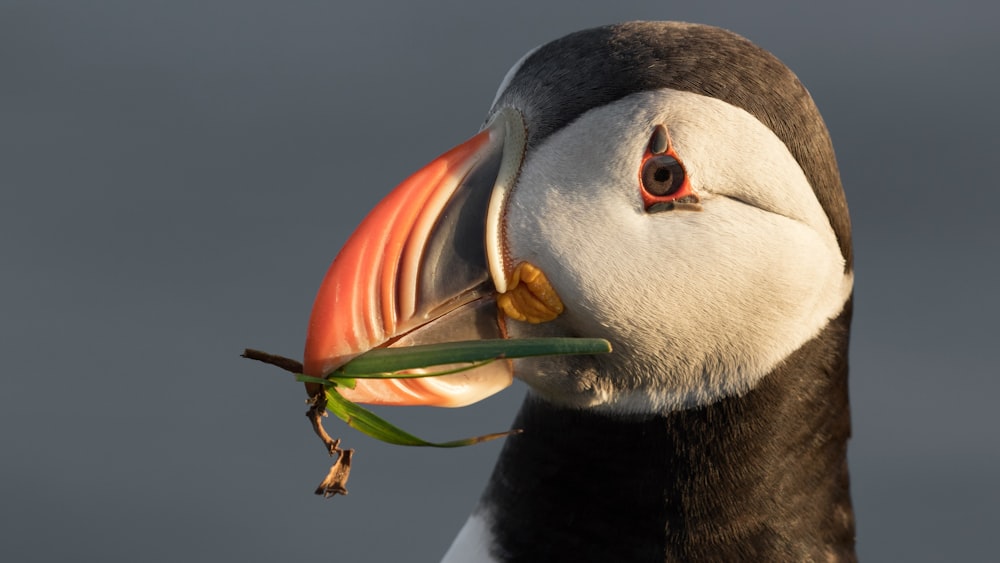 black and white duck with orange beak