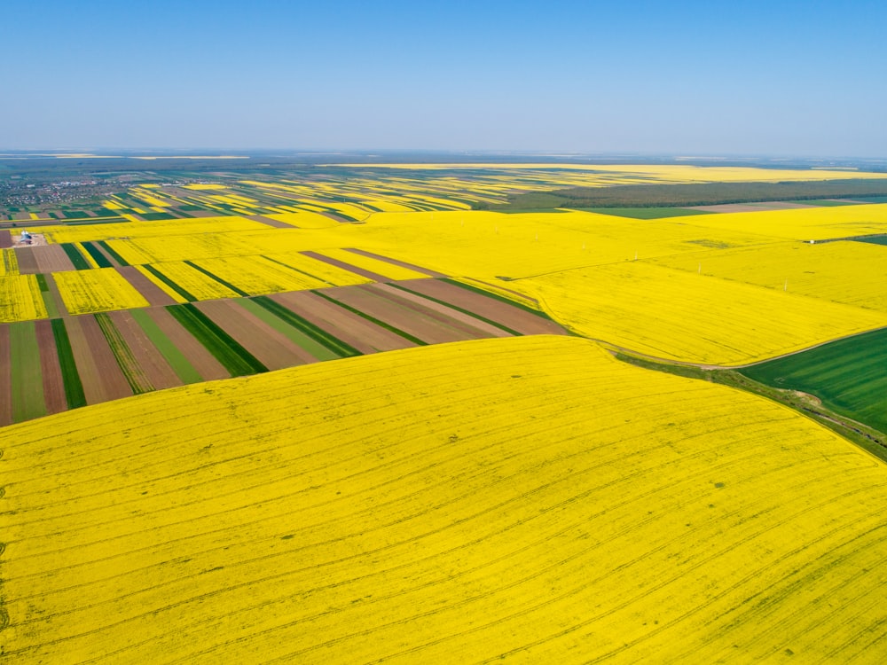 yellow flower field under blue sky during daytime