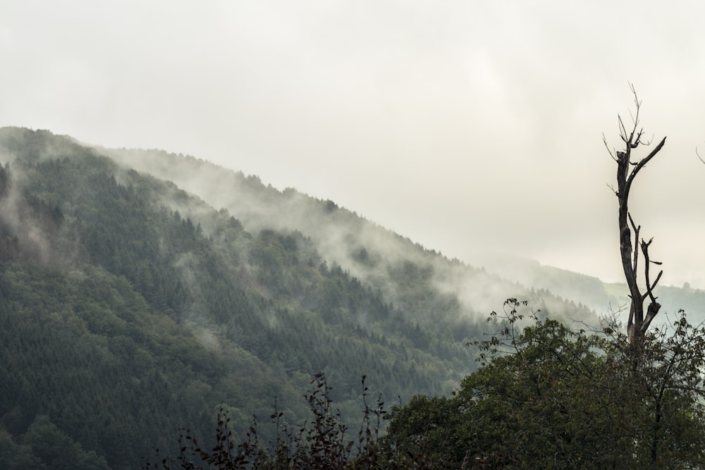 green trees on mountain during daytime