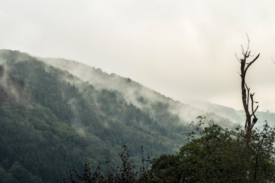 green trees on mountain during daytime in Ardennes Belgium