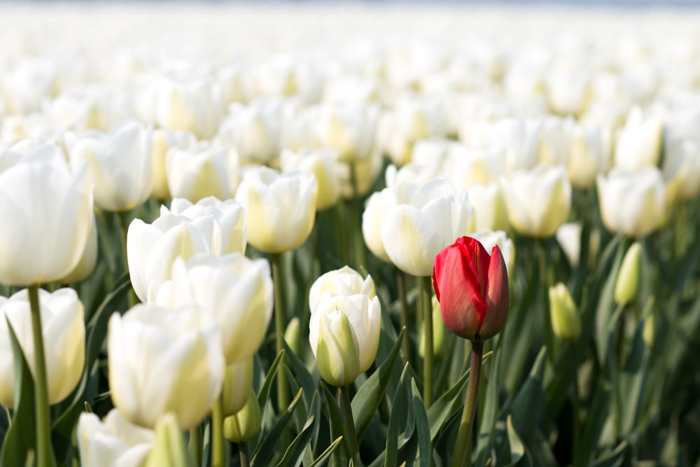 white and red tulips field