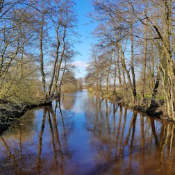 A peaceful scene of a calm river flowing through a forest at sunrise.