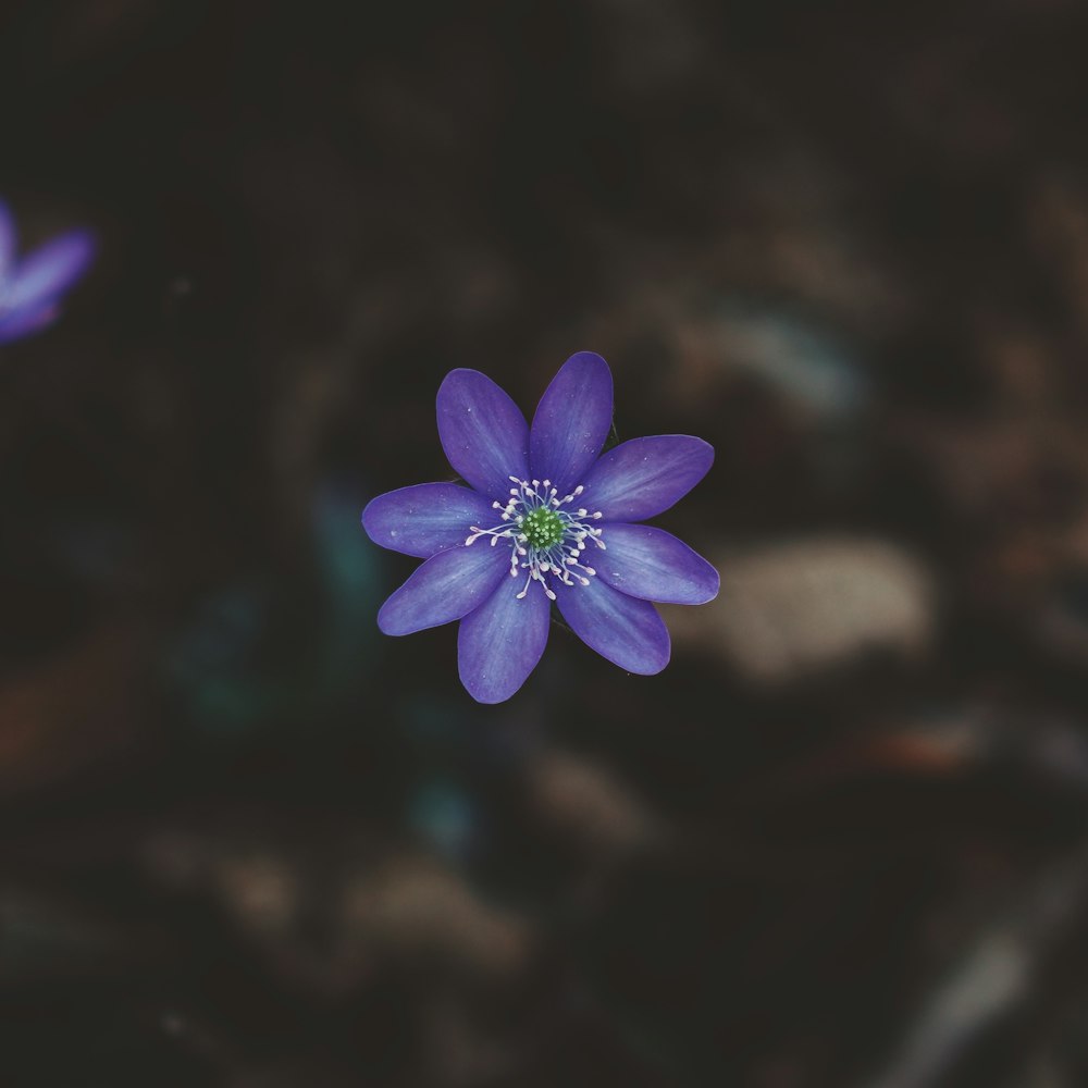 a purple flower with a green center in the middle